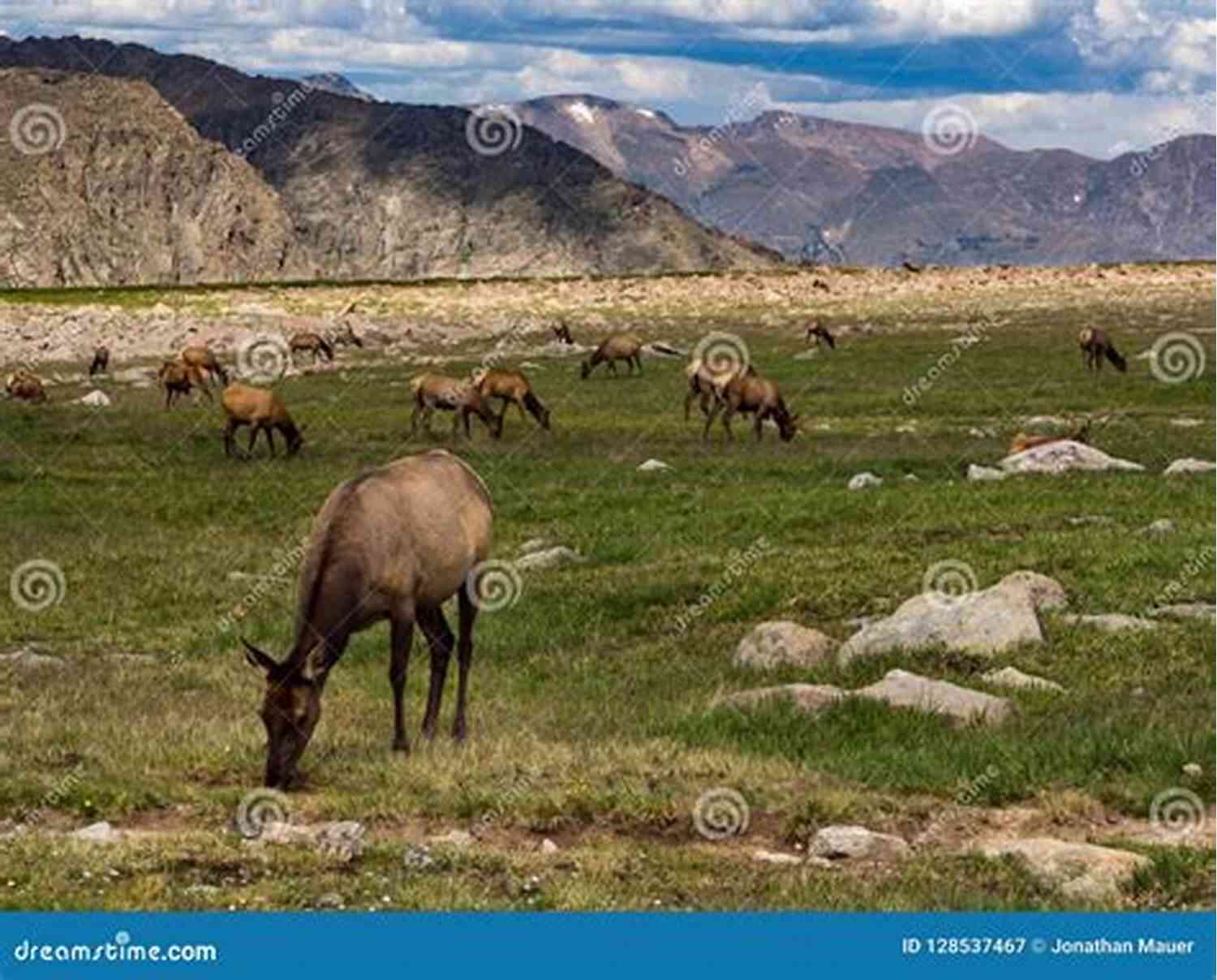 A Group Of Elk Grazing In The Meadow Of Colorado Wrangler Peakview Colorado Wrangler (Peakview 4)