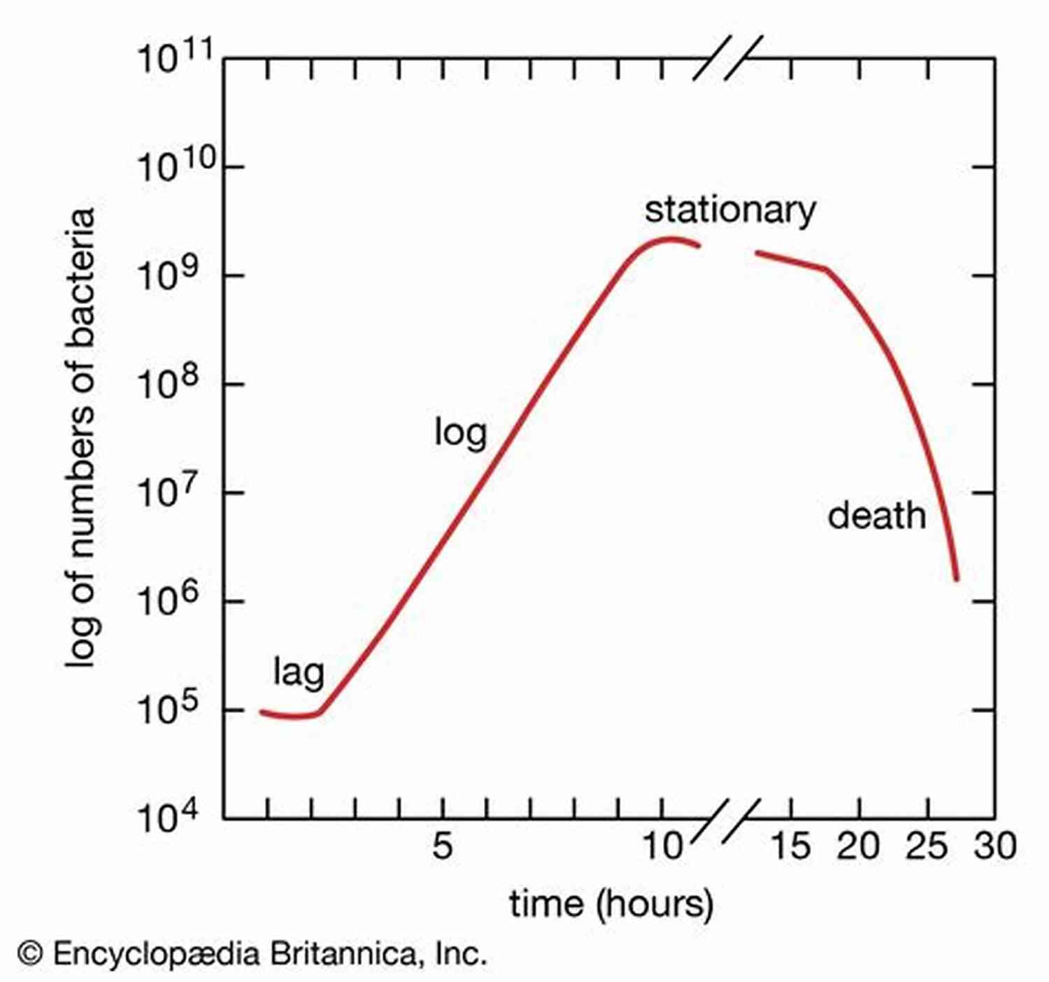Bacterial Growth Curve Ten Graphs For The Amateur Microscopist: A Brief Exploration Of Your First Microscope Experiences