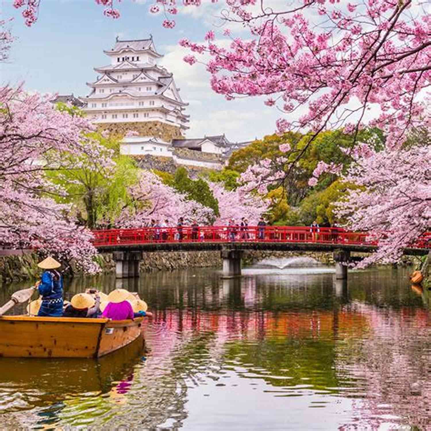 Beautiful Cherry Blossoms In Japan During February Things Japanese In February: Learn Japanese Learn English