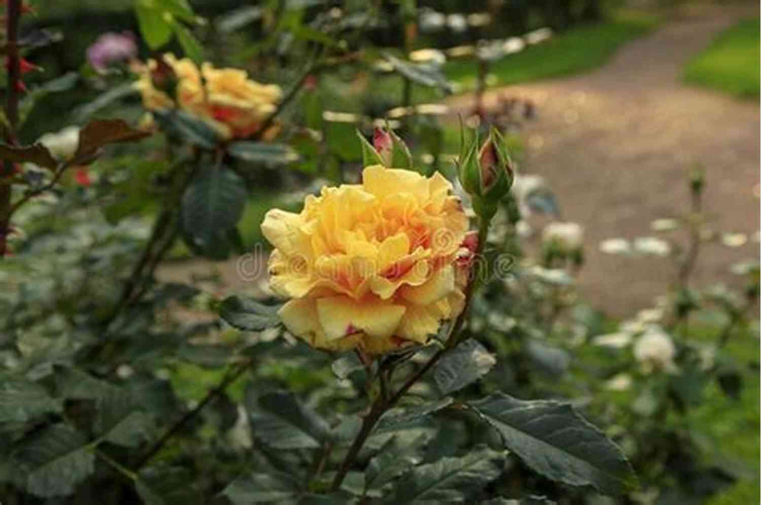 Blooming Rose Surrounded By Thorns This Geography Of Thorns: Blues Poetry From The Mississippi Delta Beyond