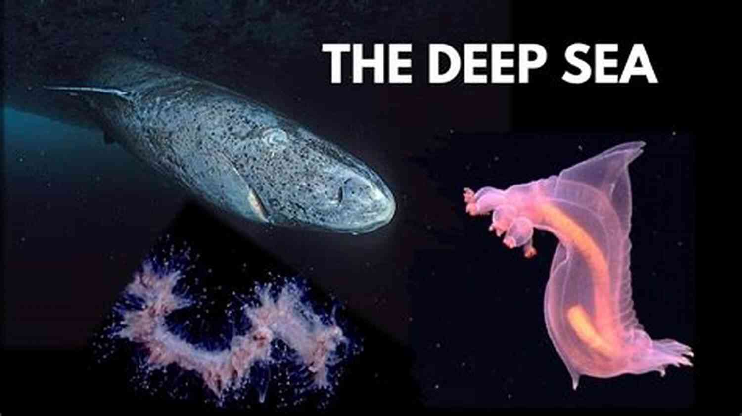 Blue Sean Hill: Discover The Secrets Of The Deep Sea Blue Sean Hill