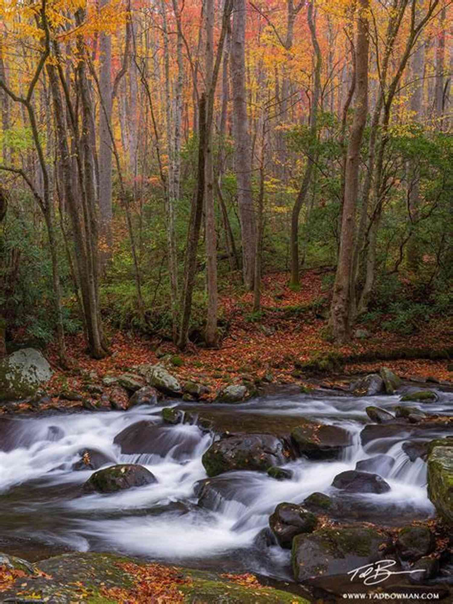Exploring The Enchanting Forests And Majestic Mountains In Part Two Ranger Tale By Bow Daggers Sword: Part Two (A Ranger S Tale 2)
