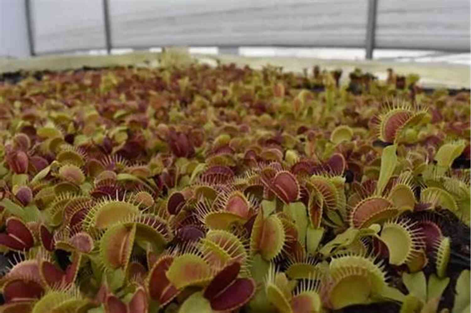 Flora Inside The Secret World Of Plants Venus Flytrap Flora: Inside The Secret World Of Plants