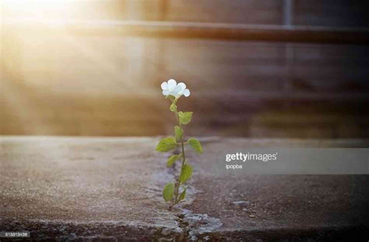 Flower With A Crack CRACKS: Looking For Special Treatment From The Universe