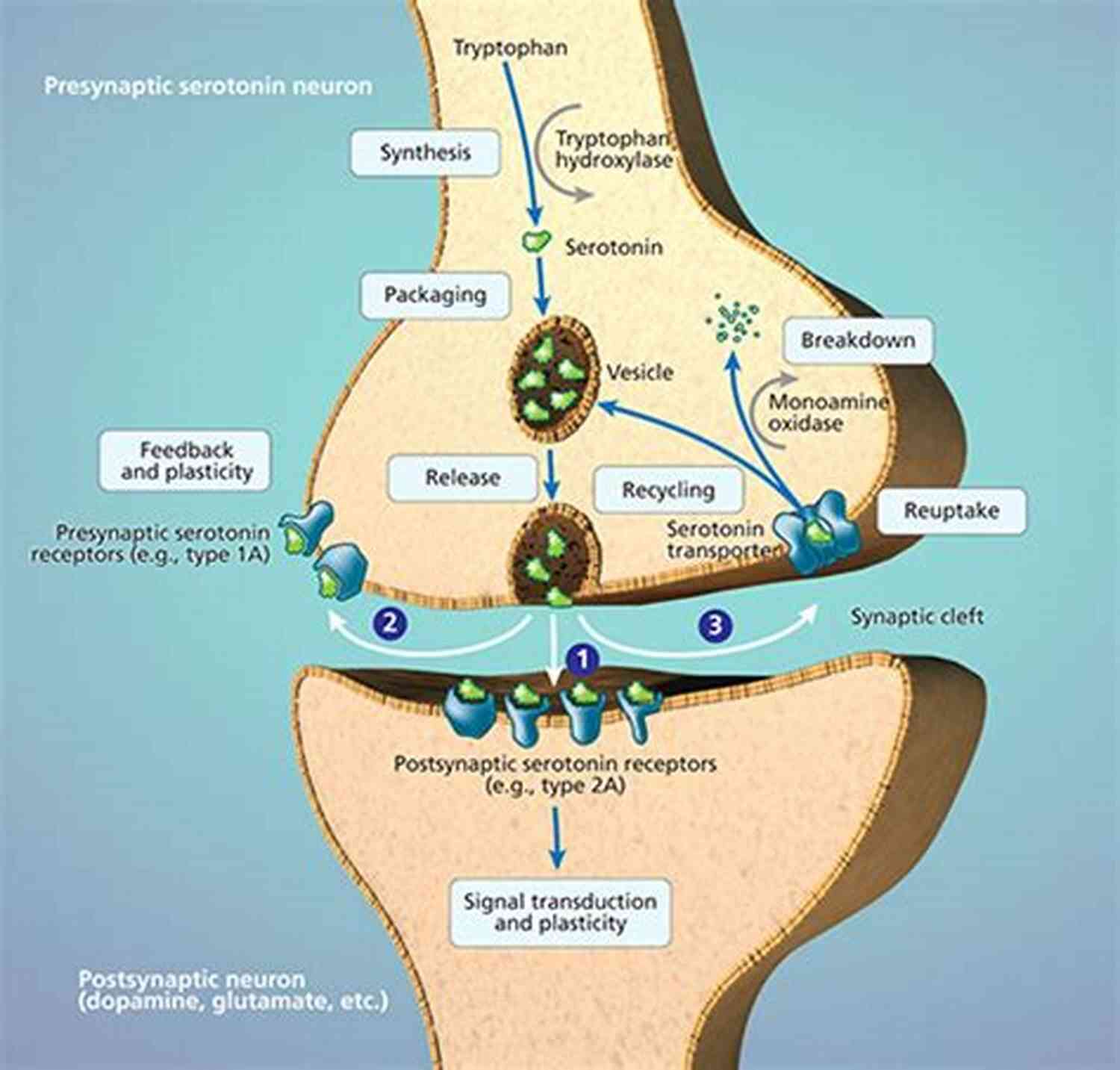 Illustration Of A Person Defending Serotonin You Happier: The 7 Neuroscience Secrets Of Feeling Good Based On Your Brain Type