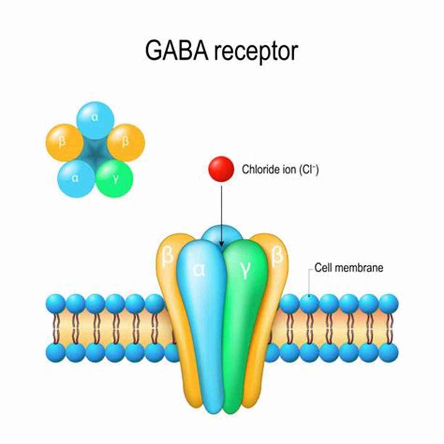 Illustration Of A Person Guarding GABA You Happier: The 7 Neuroscience Secrets Of Feeling Good Based On Your Brain Type