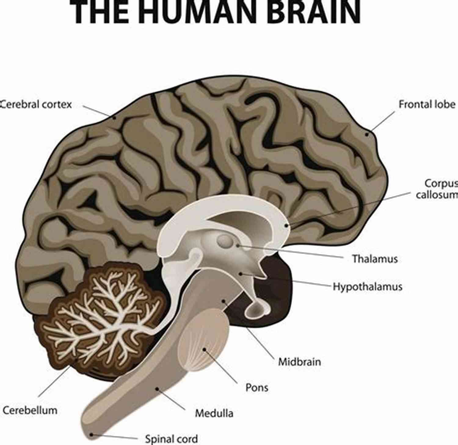 Illustration Of The Brainstem The Concise Human Body Book: An Illustrated Guide To Its Structure Function And Disorders