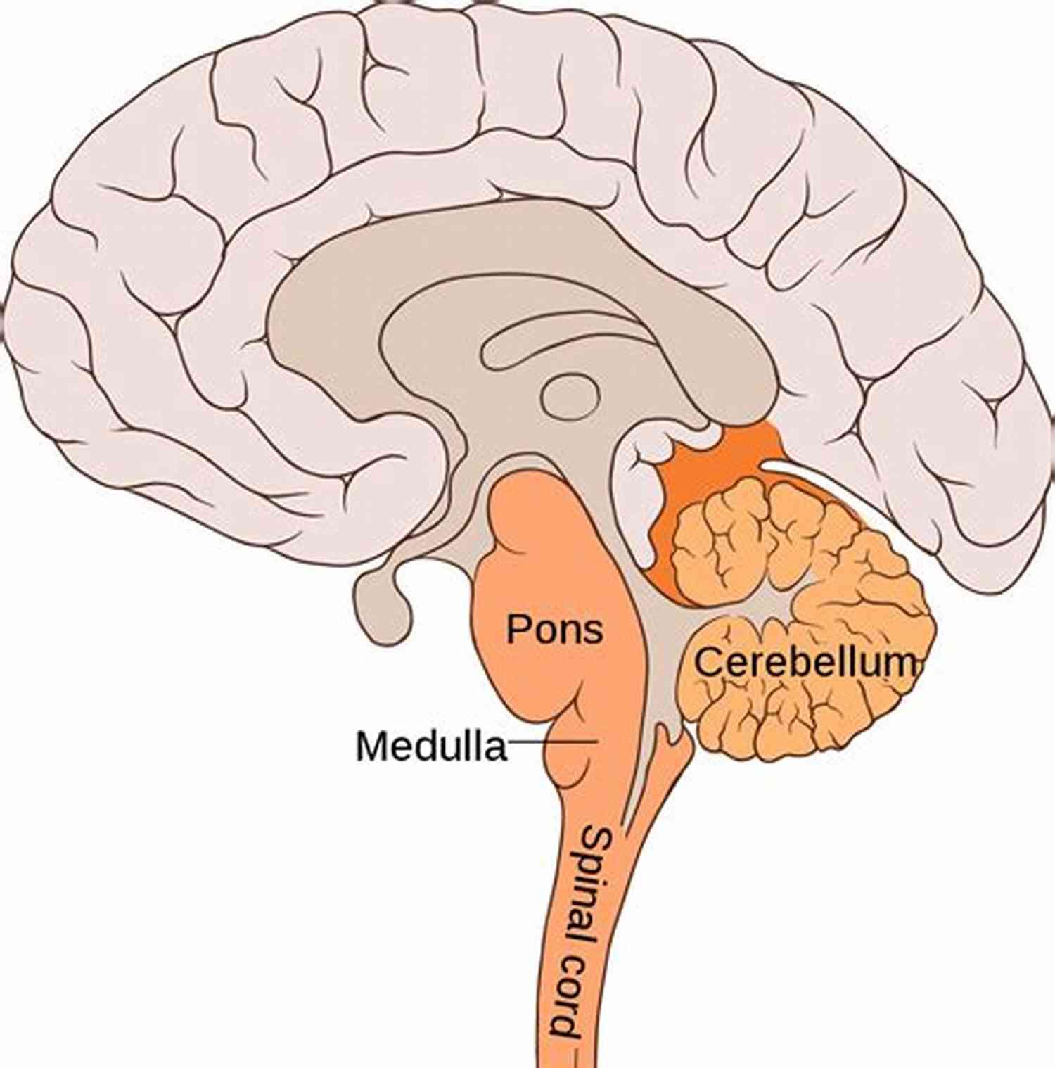 Illustration Of The Cerebellum The Concise Human Body Book: An Illustrated Guide To Its Structure Function And Disorders