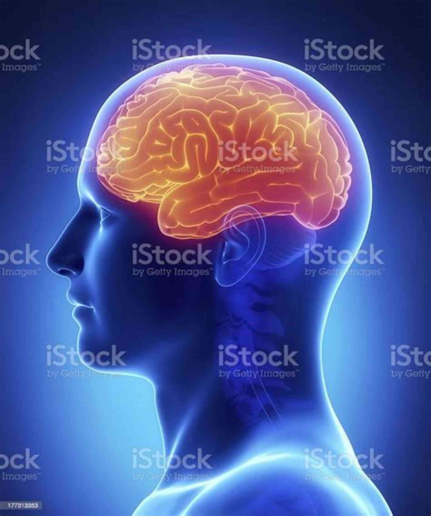 Illustration Of The Cerebrum The Concise Human Body Book: An Illustrated Guide To Its Structure Function And Disorders
