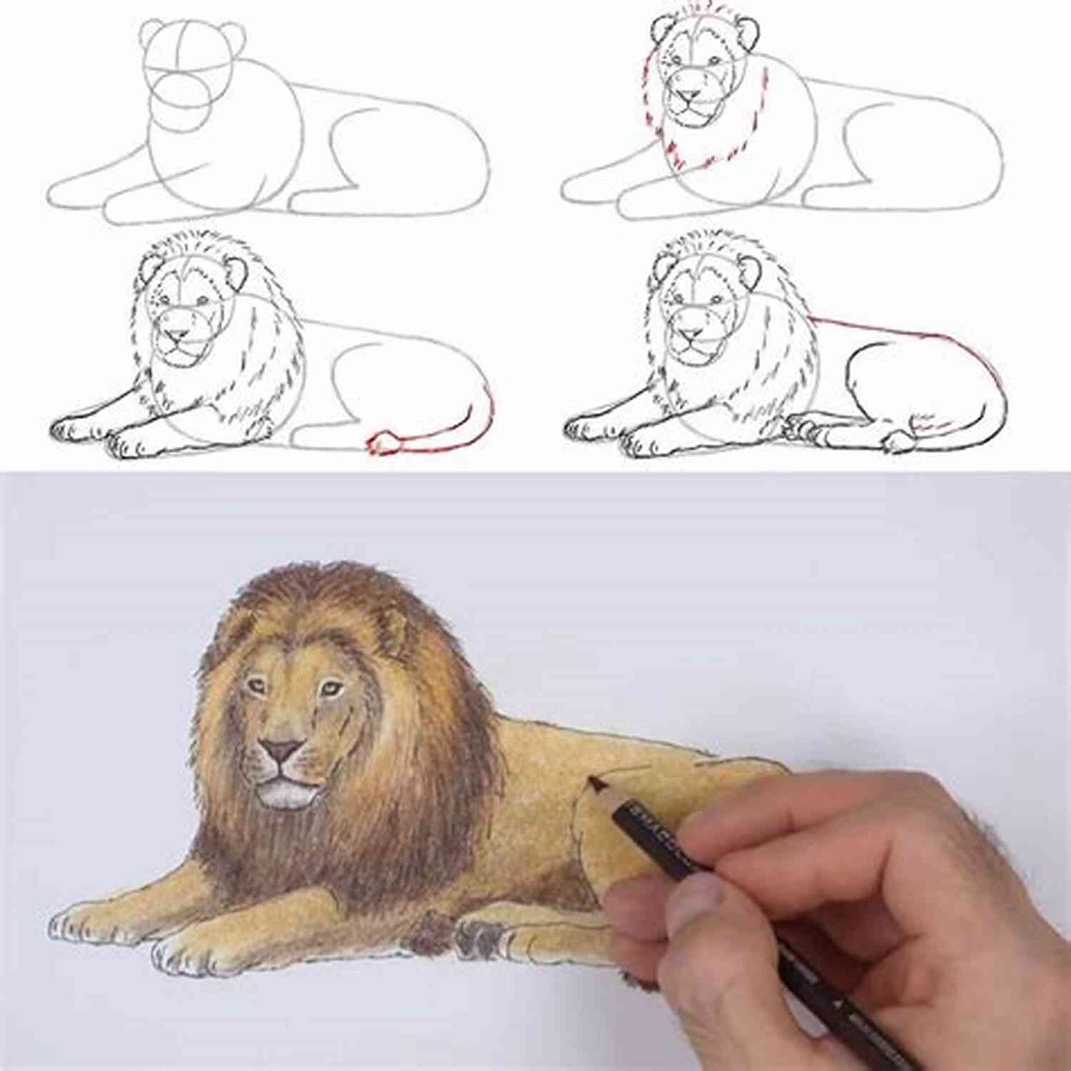 Learn To Draw A Lion Step By Step HOW TO DRAW ANIMALS: Essential Guide On How To Draw Animals