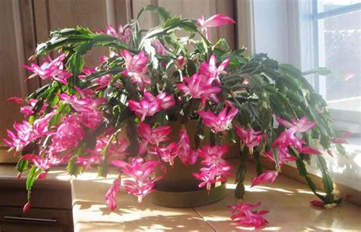 Living With A Christmas Cactus: A Green Companion During The Festive Season LIVING WITH CHRISTMAS CACTUS: The Complete Owners Guide To Christmas Cactus The Fact On How To Grow Care And Keeping Plant Friends