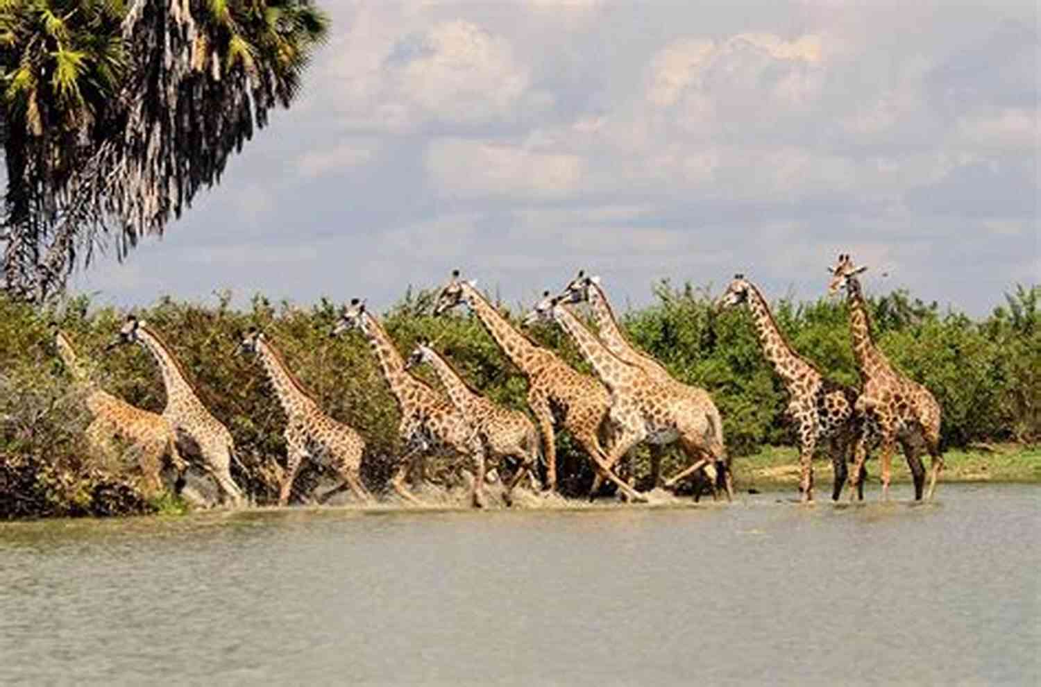 Selous Game Reserve Senkatana (African Treasury 2)