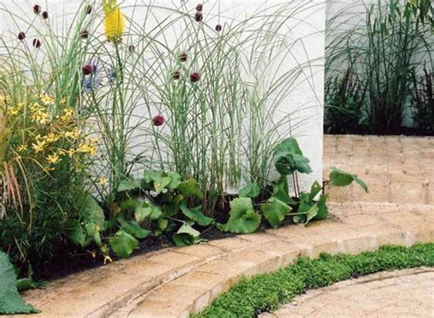 Small Town Garden Filled With Vibrant Bulbs Her Unexpected Roommate: A Small Town Sweet Romance (Bulbs Blossoms And Bouquets 1)