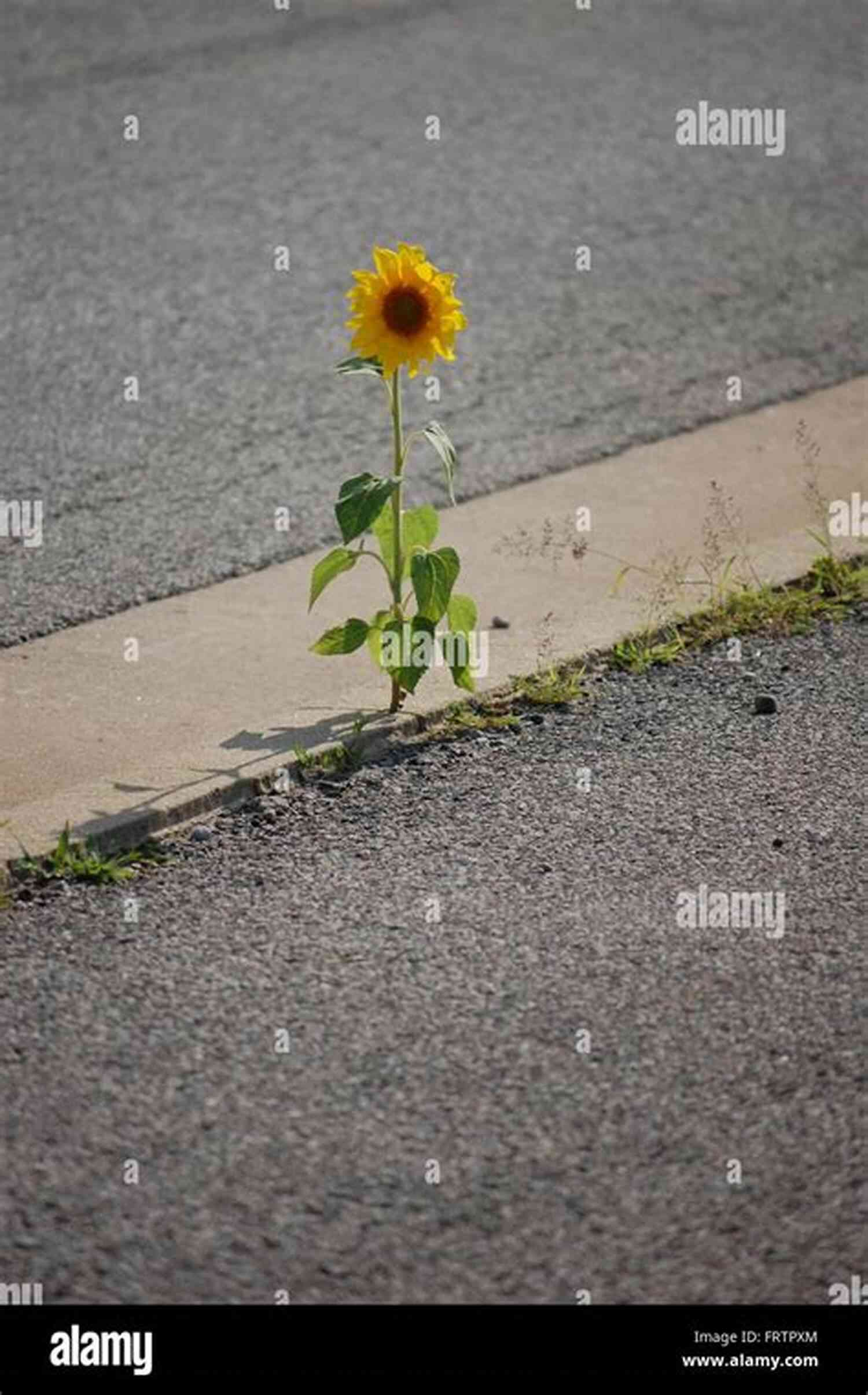 Sunflower Through A Crack CRACKS: Looking For Special Treatment From The Universe