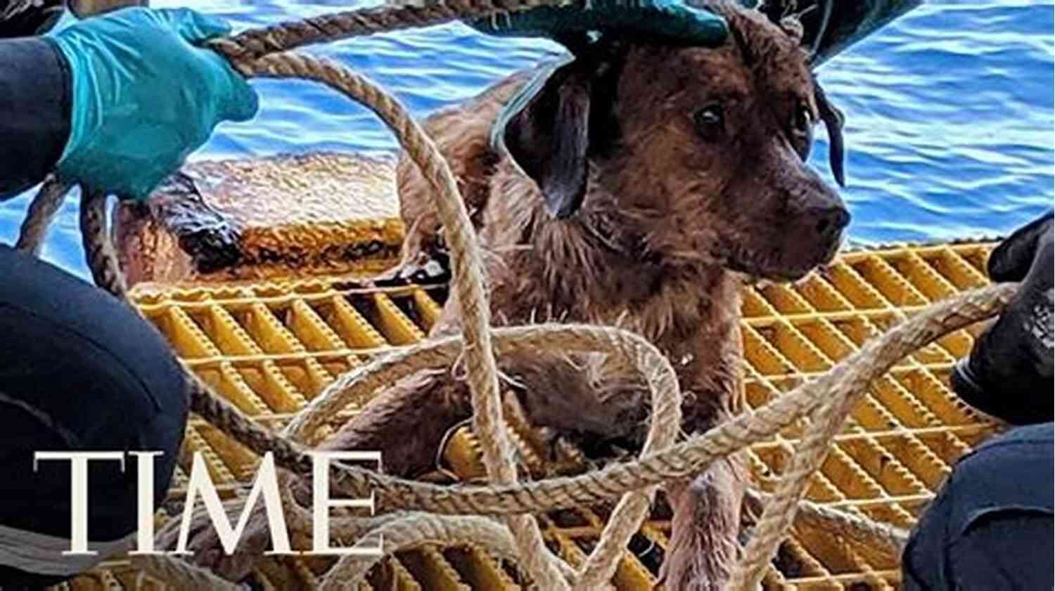 The Luckiest Dog In The World: Max Enjoying His Newfound Happiness The Luckiest Dog In The World