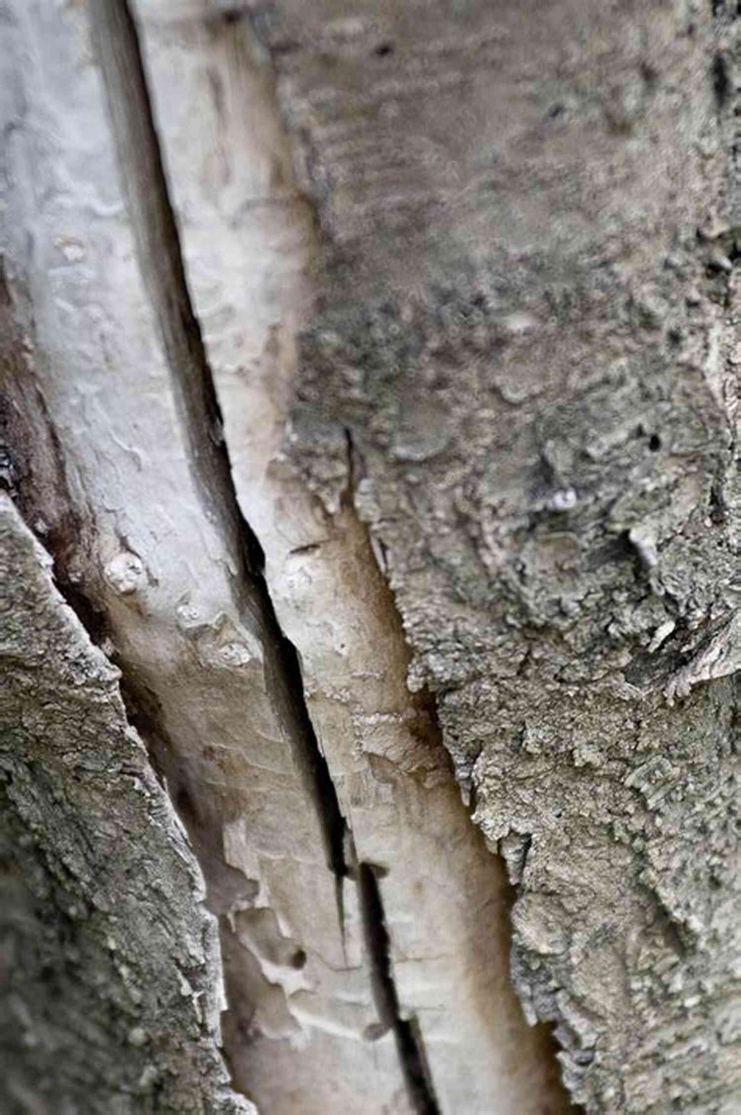 Tree With A Crack CRACKS: Looking For Special Treatment From The Universe