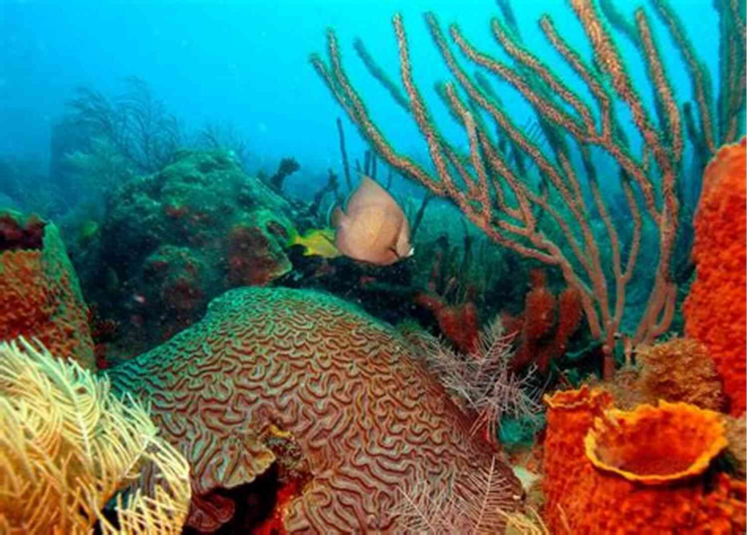 Underwater Image Of Coral Reefs In The Florida Keys Redemption In The Keys: A Logan Dodge Adventure (Florida Keys Adventure 5)