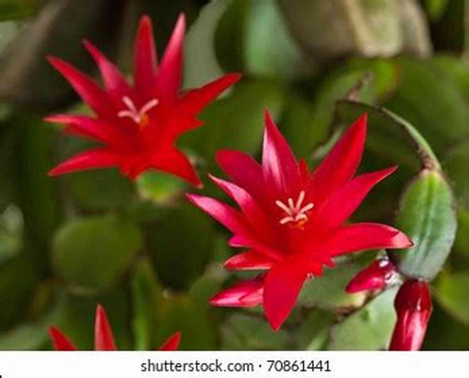 Vibrant Christmas Cactus Blooms: A Captivating Display Of Colors LIVING WITH CHRISTMAS CACTUS: The Complete Owners Guide To Christmas Cactus The Fact On How To Grow Care And Keeping Plant Friends