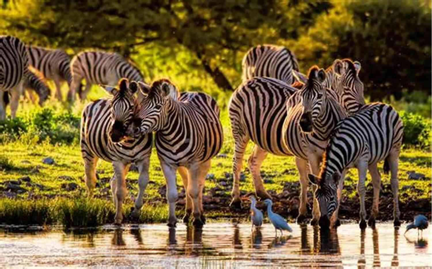 Wildlife In The Wilderness Outlasting After (Outlasting 1)