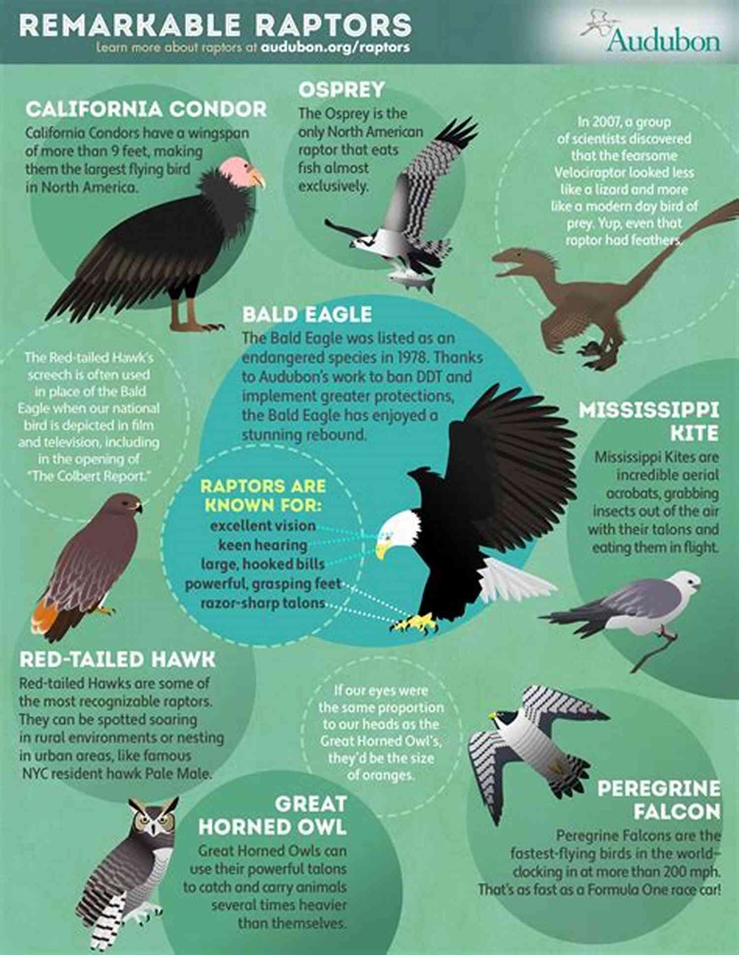 Birds Of Prey Infographic Birds Of Prey (The Courtney Series: The Birds Of Prey Trilogy 1)