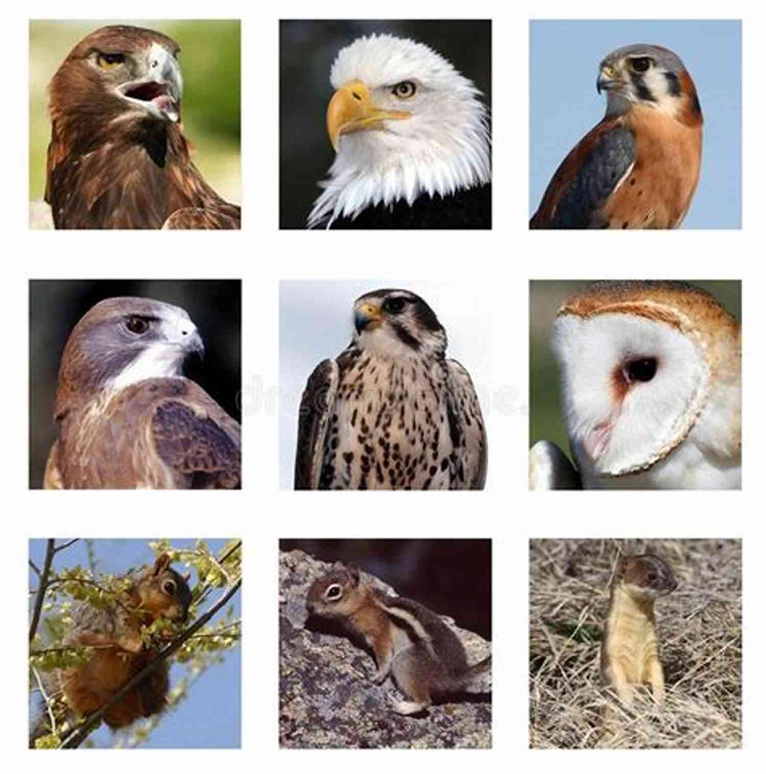 Birds Of Prey Species Collage Birds Of Prey (The Courtney Series: The Birds Of Prey Trilogy 1)